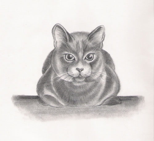 cat sketch